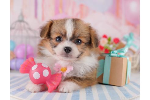 成約済の千葉県のミックス犬-368600の4枚目